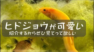 [Part4]めだか素人、ヒドジョウの可愛いさに気づく