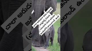 కవల పిల్లలకు జన్మనిచ్చిన ఏనుగు #elephant #alliswellsaidulu