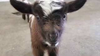 Triplet baby goats are only a day old and learning to jump