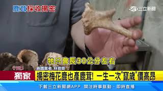 【獨】揭密梅花鹿也產鹿茸! 一生一次「竄歲」價高昂｜三立新聞網 SETN.com