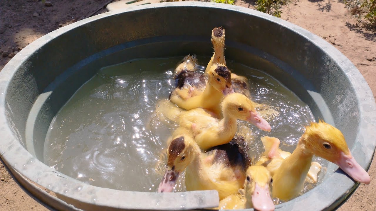 Cute Ducklings Swimming In The Bucket Beautiful Baby Duck Youtube