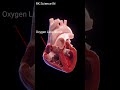 Heart Mechanism and Blood Supply system in body