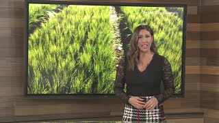 Drought resistant barley, having trouble growing in exceptionally dry conditions