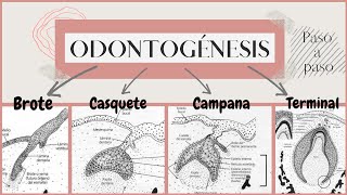 Odontogénesis paso a paso | Desarrollo del diente | OdontologiaconCri