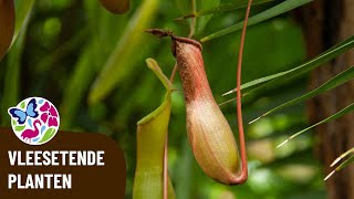 Een vleesetende plant in de jungle