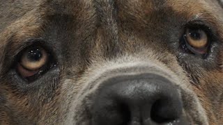 BIG SCARY Cane Corso dog HD version