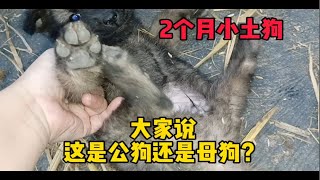 狗妈妈护犊子不得了，6支小狗崽碰都不让碰，农村狗狗戒备心太强