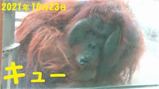 キューさん（52歳）が口をガラスに長い時間貼り付けて何かをアピール　オランウータン　多摩動物公園　2021年10月23日