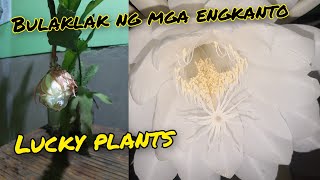 Kita sa Video Ang Pag Bloom Ng QUEEN OF THE NIGHT FLOWER / Ganito Pala Kaganda