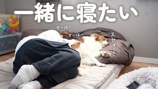 寝る時はいつも添い寝する甘えん坊なボーダーコリーが可愛すぎる…！！