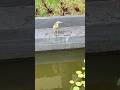 Believe this is a Chinese Pond Heron! Bad video but cool bird.