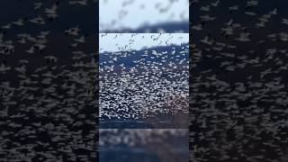 铺天盖地十万雪雁 #4 100,000 Snow Geese #SnowGeese #MiddleCreek #雪雁