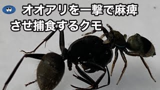 オオアリを咬んで麻痺させ捕食するクモ