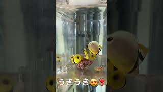 採集して来たチョウチョウウオ😍🐠❣️#チョウチョウウオ #採集 #飼育