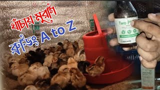 খাঁচার দেশি মুরগির বাচ্চা ব্রুডিং A to Z | খাঁচায় মুরগির বাচ্চা ব্রুডিং করা অনেক সহজ | Munshi Agro