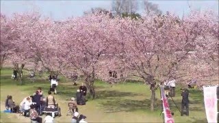 20160322　第2回　坂戸にっさい（桜まつり）（安行寒桜）・・・in 坂戸市北浅羽桜堤公園（動画）