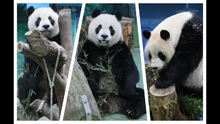 20241226 保母竹葉到處放 圓仔來回奔波忙(早餐) Giant Panda Yuan Zai