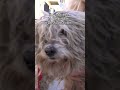 Homeless dog with a broken leg and tumors recovers - full medical video here: www.HopeForPaws.org