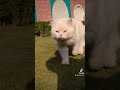 cat TikTok||pets short||Ahmad Rafi vlogs #pets #cat #vlog