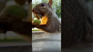 A Squirrel Enjoys Eating Nuts🥜🐿️