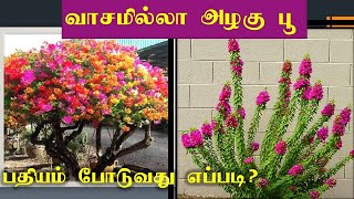 வாசமில்லா அழகு பூ – பதியம் போடுவது எப்படி? How To Propagate Bougainvillea