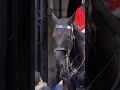 The Horse bites her fingers #horseguardsparade