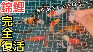 池の錦鯉が病気から完全復活♪