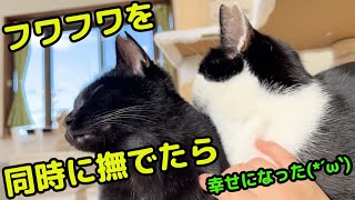 撫でると幸せになれるネコ姉妹【サン/マルコ】