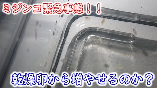 【めだか】ミジンコが激減したので慌てて増やします。乾燥卵、耐久卵は孵化するのか？　Ｂ型おやじ