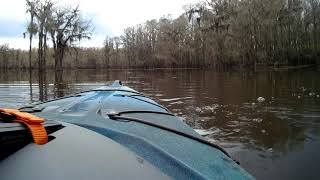 Saw Alligator While Kayaking at Caddo Lake