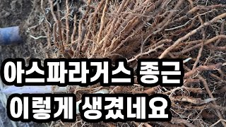 아스파라거스 종근으로 빨리 수확하기