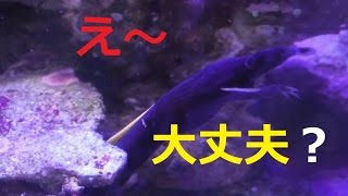 【海水魚】怖いウツボの話