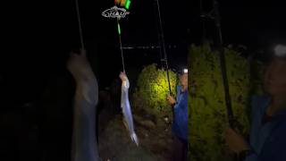 Mancing Malam | Mancing Ikan Layur