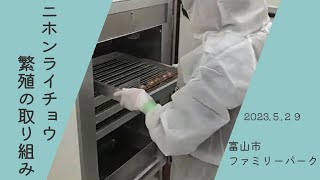 令和５年度のニホンライチョウの繁殖の取り組みについて