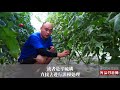 don t make mistakes again the biggest taboos of growing tomatoes