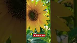 Sunflower 🌻 Farm Life #countrysidelife #asmr #villagelife