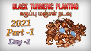 black turmeric planting || கருப்பு மஞ்சள் நடவு || gpgarden || how to grow black turmeric