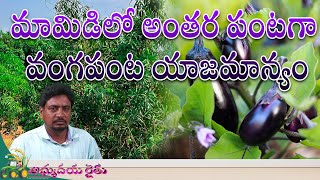 మామిడిలో అంతర పంటగా వంగపంట యాజమాన్యం || శ్రీ దుద్దుకూరి వెంకట శివనాగవర ప్రసాద రావు