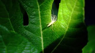 Oecanthus pellucens - chant nocturne