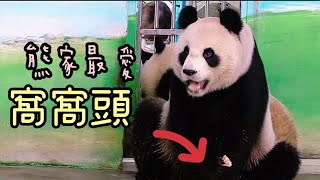 圓圓拿到超大窩窩頭，背對圓寶吃得超開心|熊貓貓熊The Giant Panda Yuan Yuan and Yuan Bao|台北市立動物園