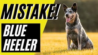 7 Blue Heeler Mistakes to AVOID | Australian Cattle Dog Mistakes