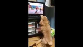 テレビに映る犬に喧嘩を売る気だけは大きいトイプードル