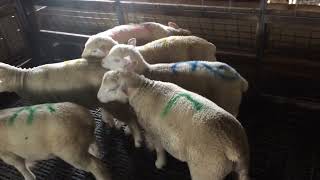 Ile-De-France ram lambs pen 1