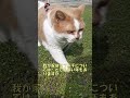 クラピアは夏枯れ中だけど猫と散歩は出来ます shorts