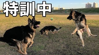 大型犬 ジャーマンシェパード犬とボール遊び