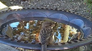 A cute house sparrow drinking from the garden bird bath #bird #birdvideo