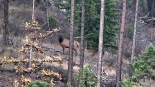 MODERN RIFLE ELK HUNTING - WASHINGTON STATE 2021