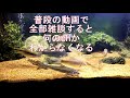 【日淡90cm水槽】お魚見ながら雑談2020年3月号【パンデミック】