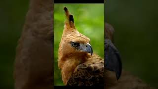 Javan hawk eagle                INDONESIA   NATIONAL.  BIRD