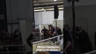 Horse auction - what they’re really like